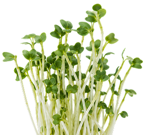 Fresh green microgreens with pale stems, photographed against a clean white background.