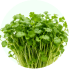 Coriander