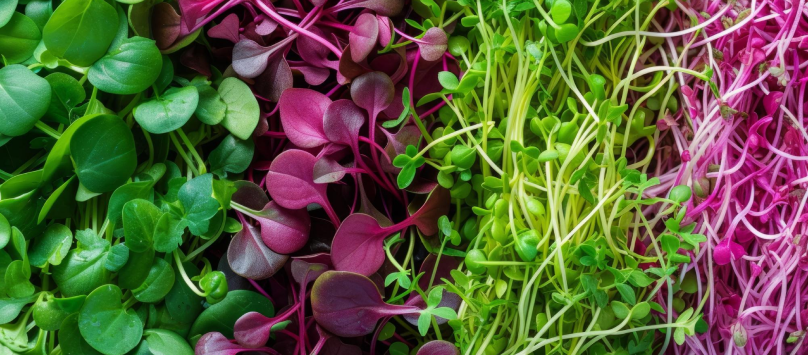 Microgreens