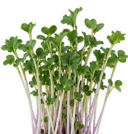 A cluster of young green sprouts with pale pinkish-purple stems, isolated on a white background.