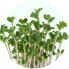 Kale