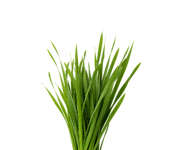 A bunch of fresh green grass blades, likely artificial or cut ornamental grass, isolated on a solid white background.