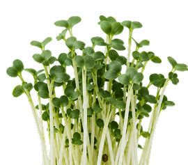 A cluster of young green sprouts with rounded leaves and pale stems, photographed on a plain white background.