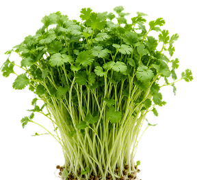 A dense cluster of fresh green cilantro or coriander stems with leafy tops, isolated on a plain white background.
