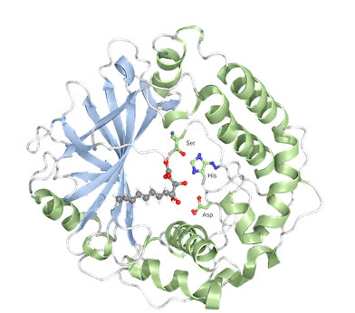 A 3D ribbon diagram of a protein structure, showing light blue and light green secondary structures with a small central molecule and labeled amino acid residues (Ser, His, Asp) on a white background.