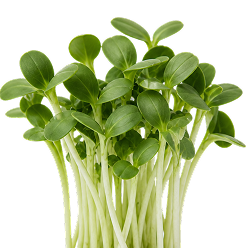 A cluster of fresh green sprout microgreens with broad oval leaves and pale white stems, isolated on a white background.