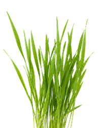 A cluster of fresh green grass blades photographed against a plain white background.
