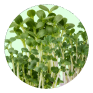 A circular close-up of young leafy plants filling the frame.